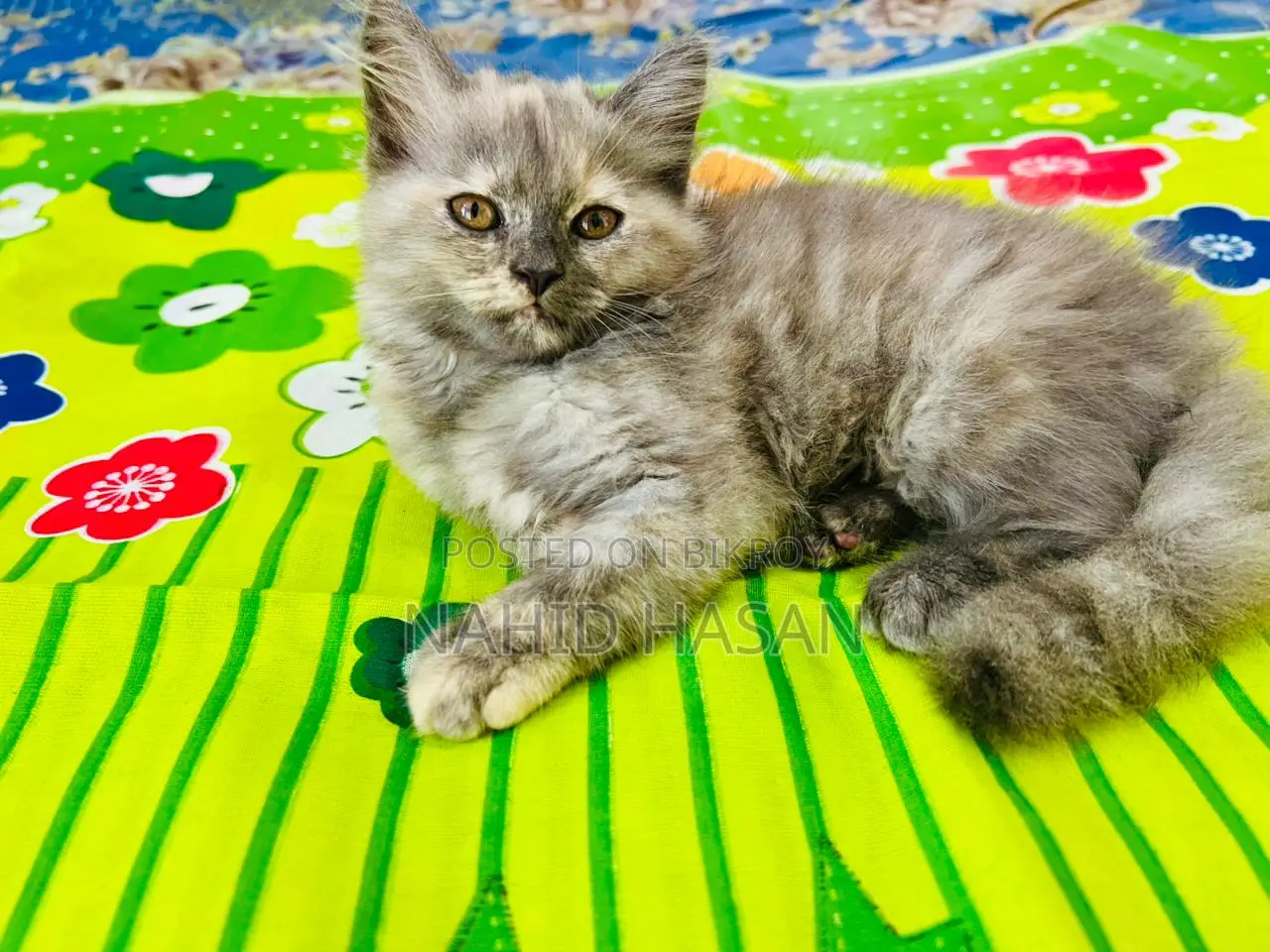 1-3 Months Female Purebred Persian