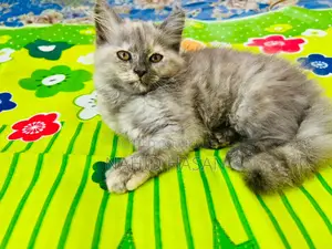 1-3 Months Female Purebred Persian