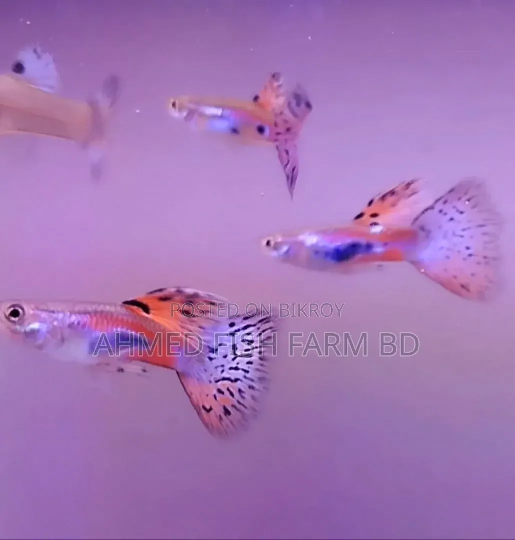 Guppy Grass Top Quality Fish
