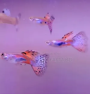 Guppy Grass Top Quality Fish