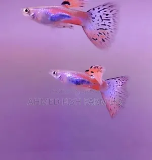 Guppy Grass Top Quality Fish