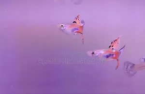 Guppy Grass Top Quality Fish