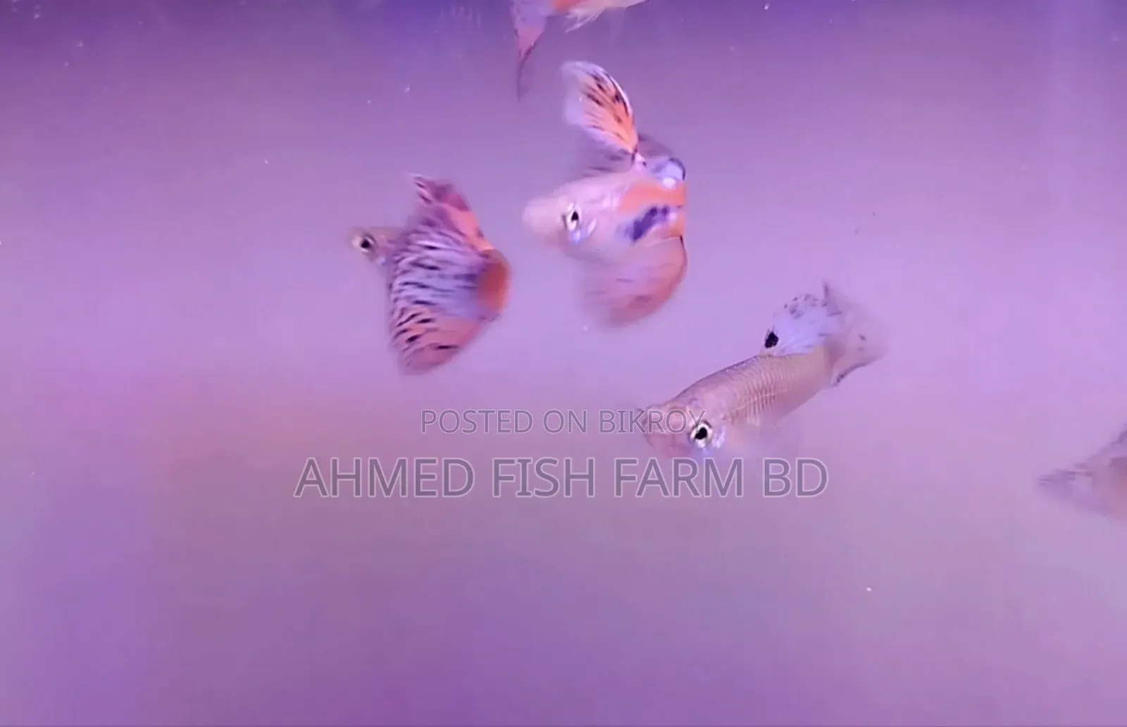 Guppy Grass Top Quality Fish