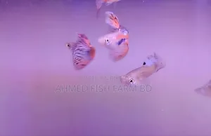Guppy Grass Top Quality Fish