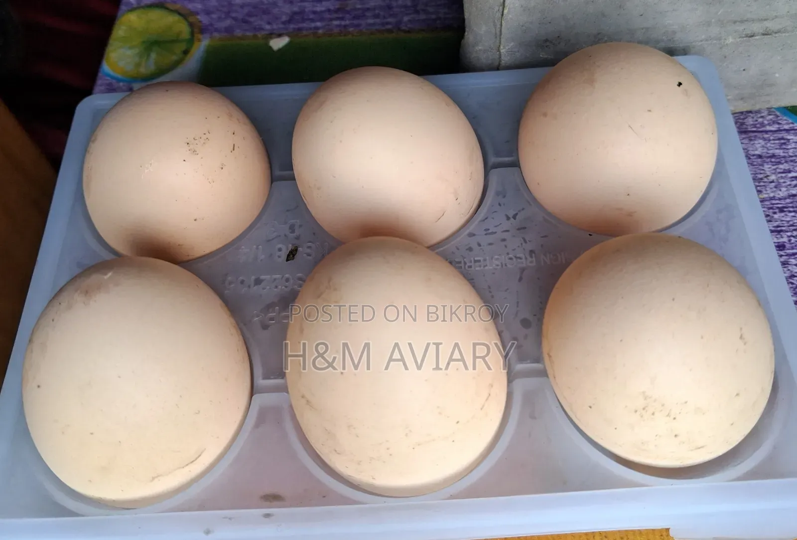 Brahma Hatching Eggs