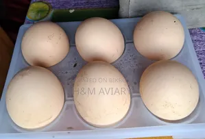 Brahma Hatching Eggs
