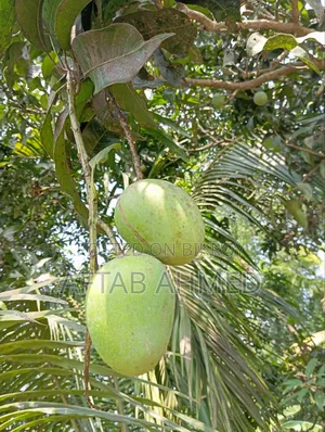 রাজশাহীর হিমসাগর আম