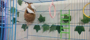 Snow White Finch