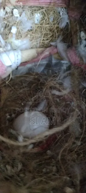 Snow White Finch
