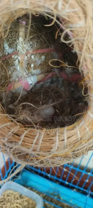 Snow White Finch