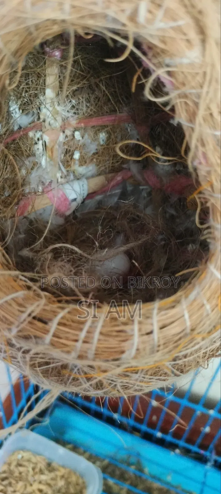 Snow White Finch
