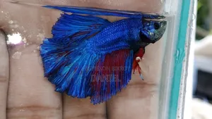 বেটা ফিস হাই কোয়ালিটি