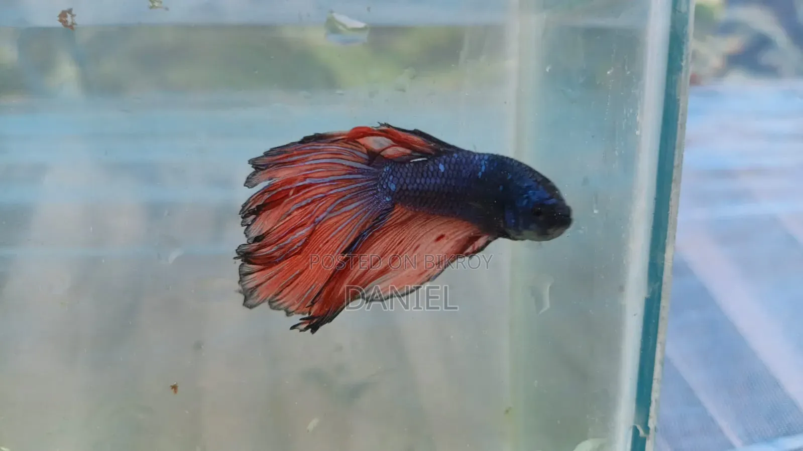 High Quality Betta Fish