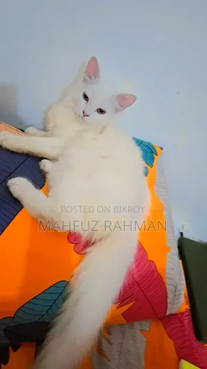 6-12 Months Female Purebred Persian