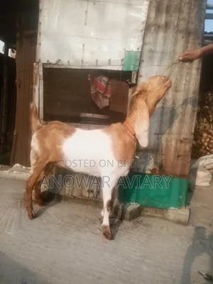 বিটল পাঁঠি ছাগল