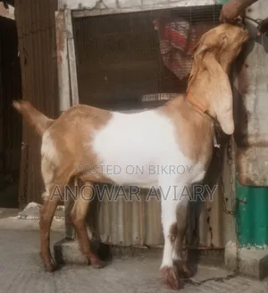 বিটল পাঁঠি ছাগল