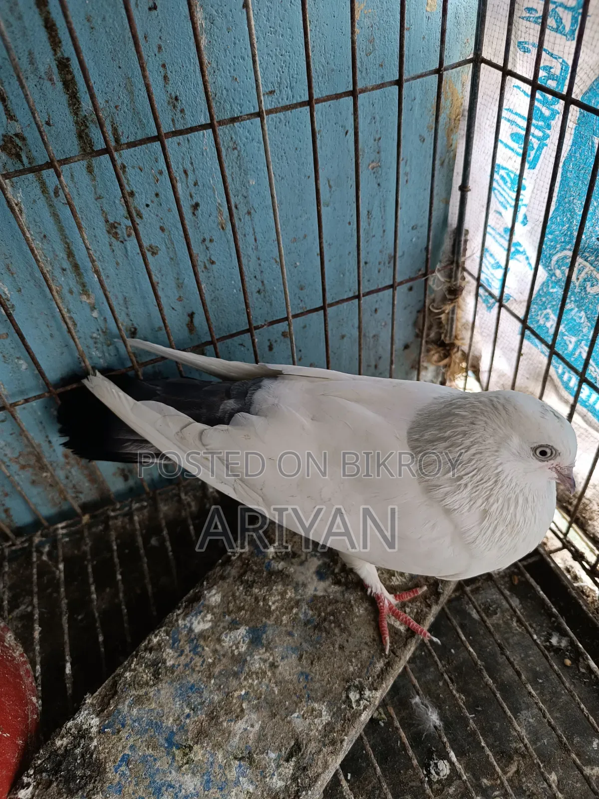 কালডম মাদি