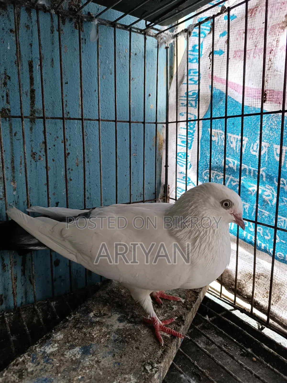 কালডম মাদি