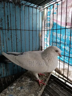 কালডম মাদি