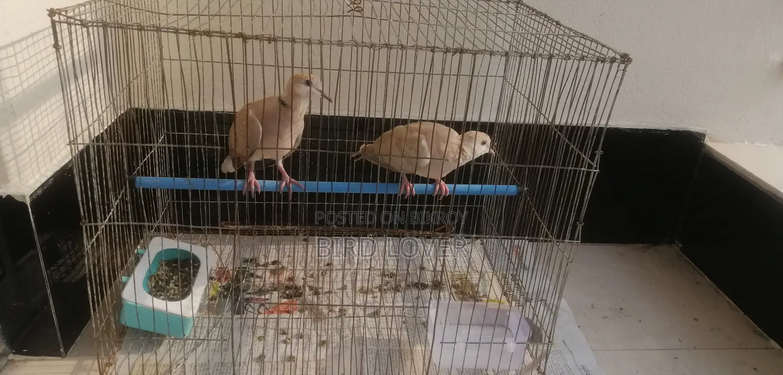 1 pair of Australian Dove birds for sale