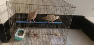 1 pair of Australian Dove birds for sale