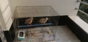 1 pair of Australian Dove birds for sale
