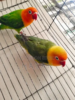 Love Bird Green Fisher