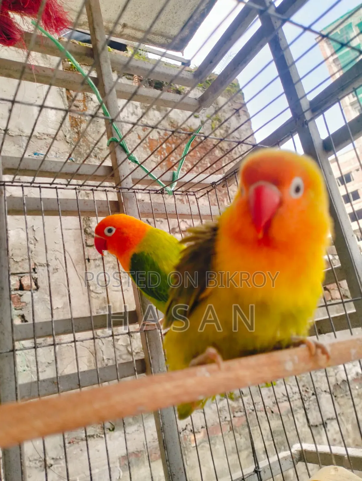 Love Bird Green Fisher