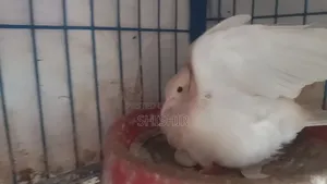 Running Dove Birds