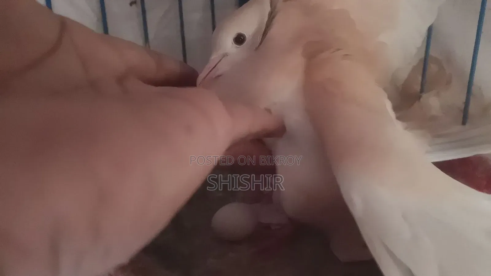 Running Dove Birds