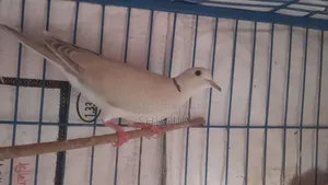Running Dove Birds