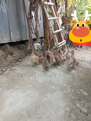 Desi Khaki Campbell Duck