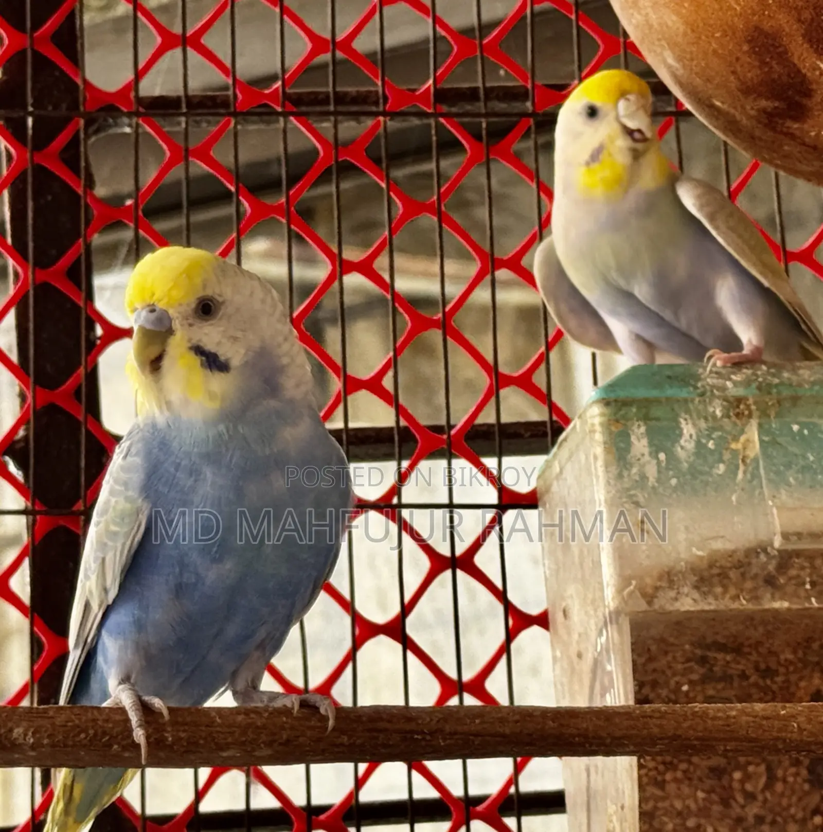 Rainbow Budgie (Rainbow Budgerigar Pair)