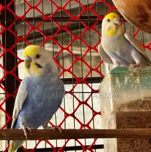 Rainbow Budgie (রেইনবো বাযিগার জোরা )
