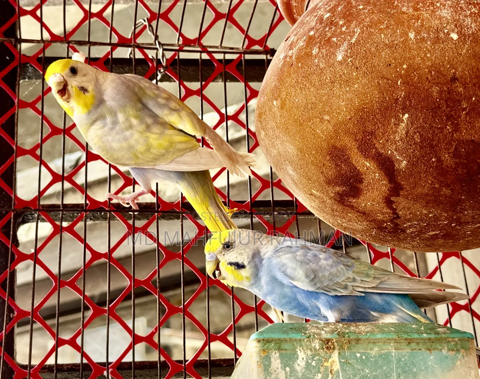 Rainbow Budgie (Rainbow Budgerigar Pair)