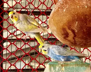Rainbow Budgie (Rainbow Budgerigar Pair)