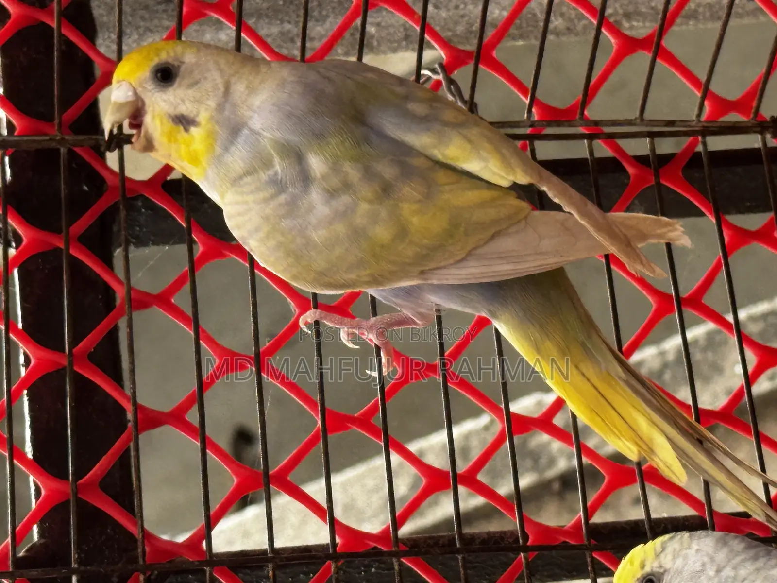 Rainbow Budgie (Rainbow Budgerigar Pair)