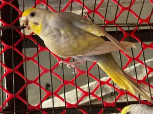 Rainbow Budgie (Rainbow Budgerigar Pair)