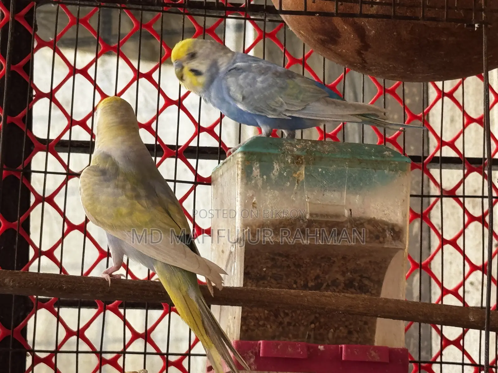 Rainbow Budgie (Rainbow Budgerigar Pair)