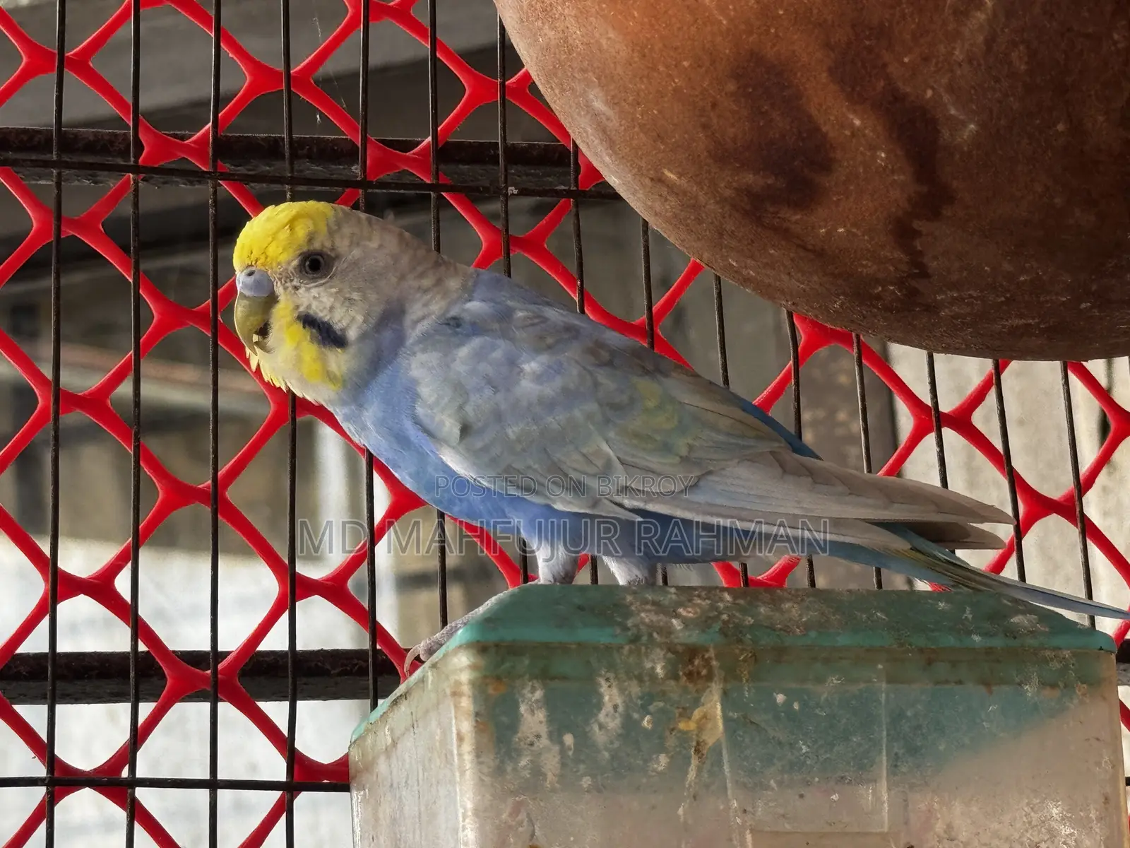 Rainbow Budgie (Rainbow Budgerigar Pair)