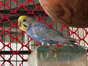 Rainbow Budgie (Rainbow Budgerigar Pair)