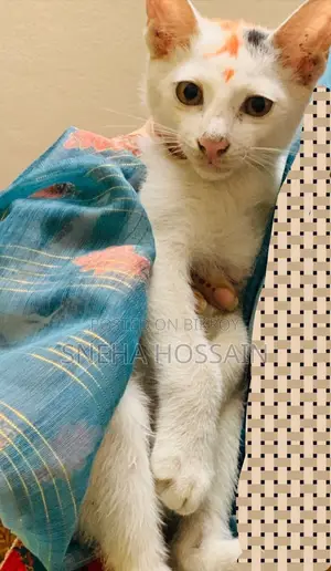 1-3 Months Female Purebred Bengal