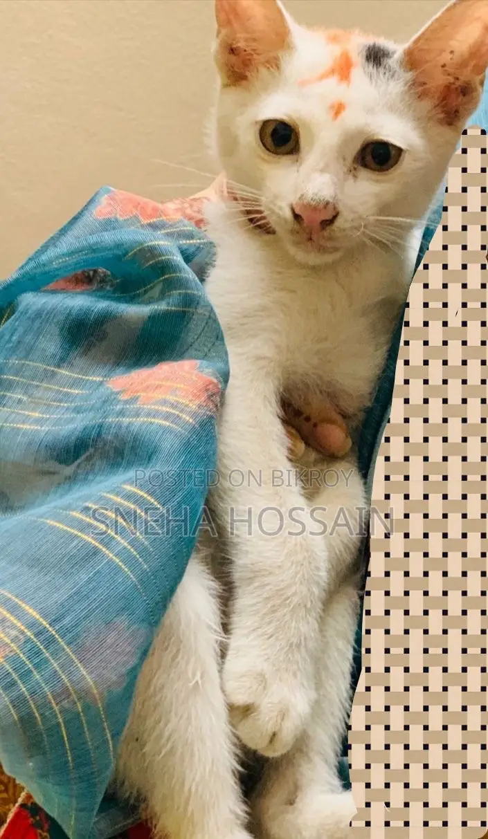 1-3 Months Female Purebred Bengal