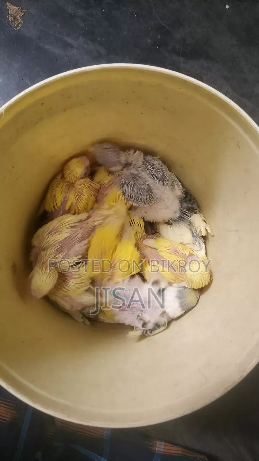 বাজরিগার পাখি