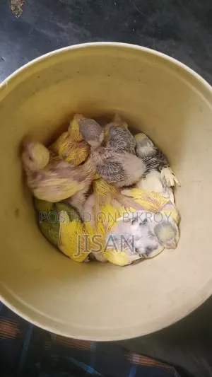 বাজরিগার পাখি