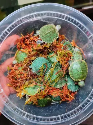 Turtle for Sale