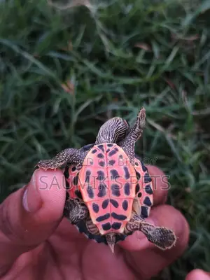 Turtle for Sale