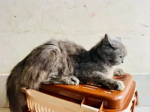 1+ Year Female Purebred Persian