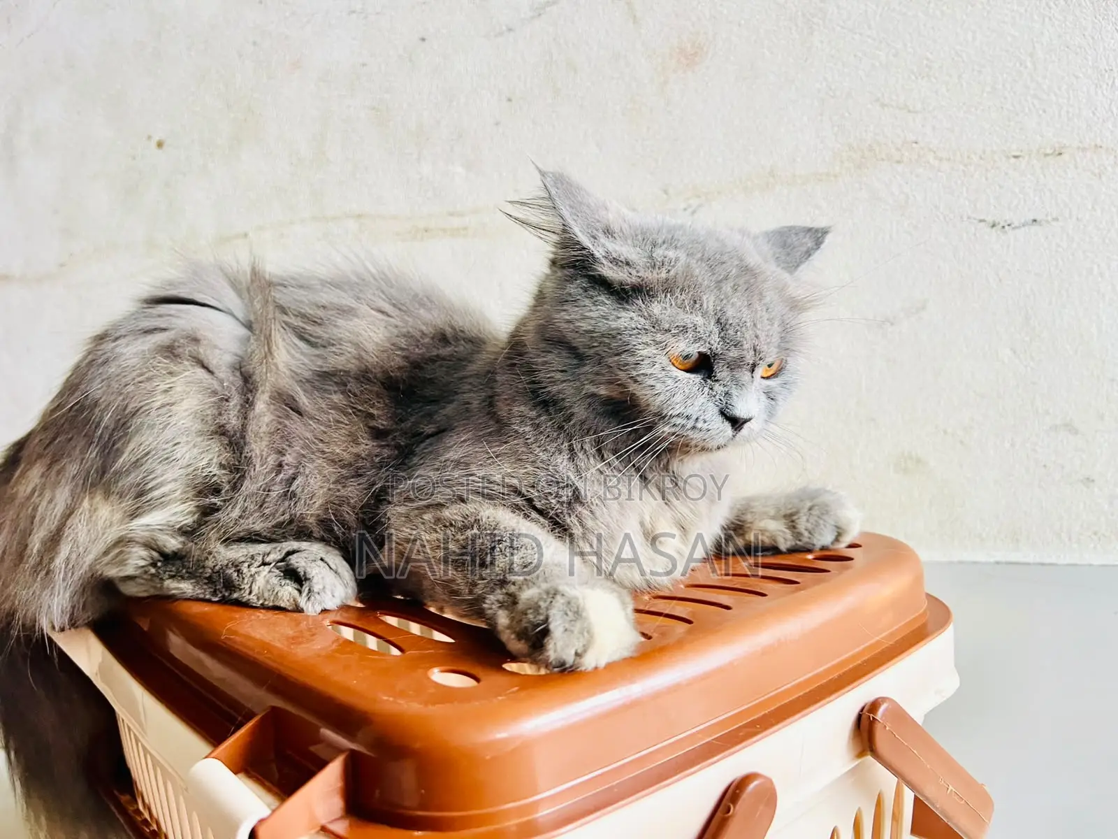 1+ Year Female Purebred Persian