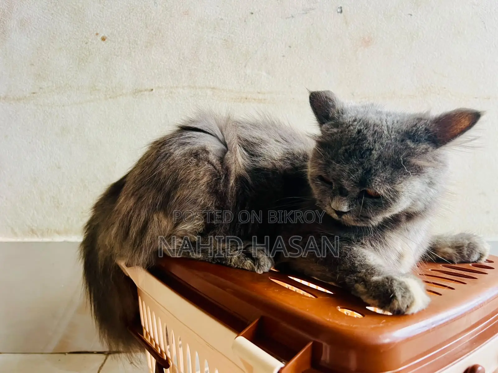1+ Year Female Purebred Persian